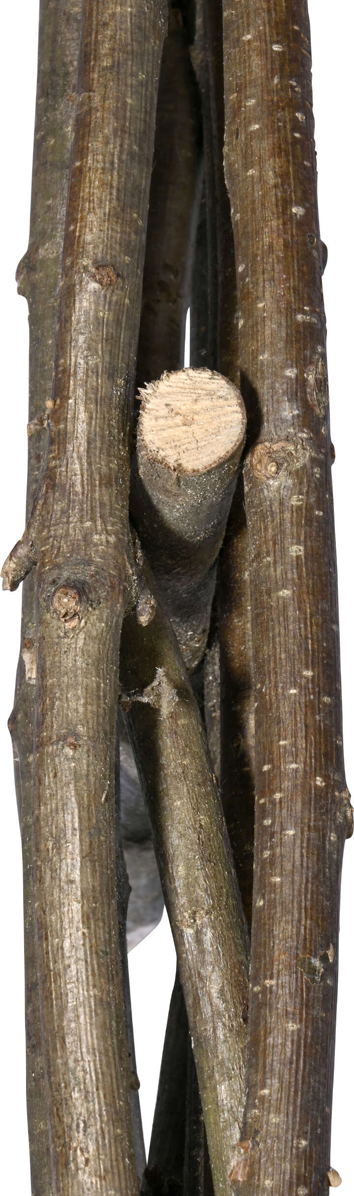 dobar Beeteinfassungen aus Haselnuss